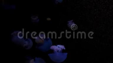 特写水母，美杜莎在鱼缸与霓虹灯。 杰利菲