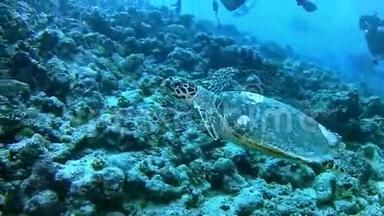 潜水马尔代夫-海龟