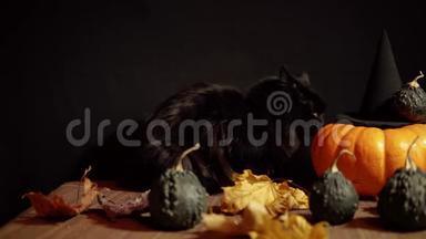 黑猫在黑色背景上的红色南瓜旁边。