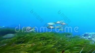 地中海海洋生物-黄色带鱼在绿色的正色野中<strong>游动</strong>