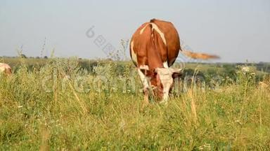 <strong>姜黄色</strong>的牛在草地上吃草