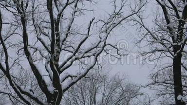 在公园里，冬天的<strong>天空下</strong>，树木上的雪。 相机的轨迹然后保持。
