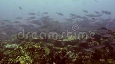 马尔代夫<strong>海底海底</strong>清澈<strong>海底背景</strong>下鱼类的迁移。