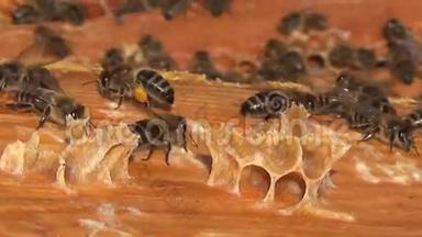 蜜蜂把花蜜转化为蜂蜜，花粉..