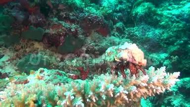 马尔代夫水下珊瑚背景下的隐士<strong>巨蟹座</strong>。