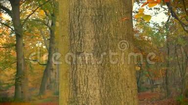 在美丽的秋天穿过山毛<strong>榉树</strong>林