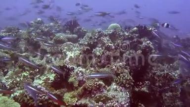 马尔代夫海底海底清澈海底背景下鱼类的迁移。