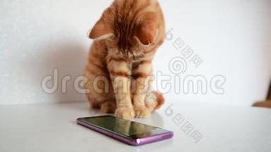 猫玩电话玩电脑游戏鼠标