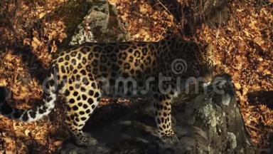 俄罗斯Primorsky野生动物园里神奇但罕见的美洲豹