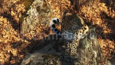俄罗斯Primorsky野生动物园里神奇但罕见的美洲豹