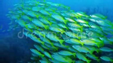 潜水马尔代夫-鱼群