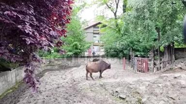 布达佩斯动物园男女森林水牛