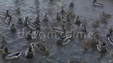 鸭子繁殖野鸭在湖里游泳，为食物而战。