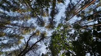 仰望绿色树林中的蓝天，穿过高大的树木，旋转着，做梦