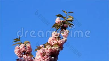 日本樱花在蓝天上绽放