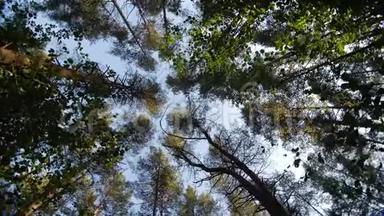 仰望绿色树林中的蓝天，穿过<strong>高大</strong>的<strong>树木</strong>，旋转着，做梦