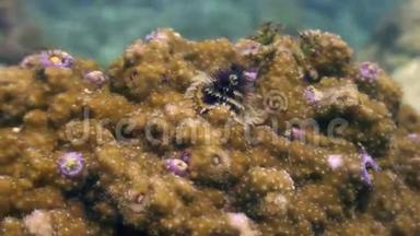 菲律宾野生动物海洋中的黄珊瑚。