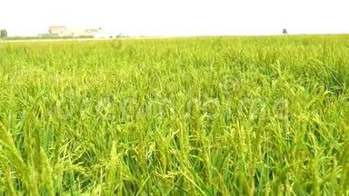 西班牙瓜达尔基维尔沼泽地未<strong>成熟水稻</strong>种植区(4K)