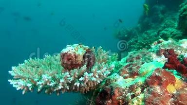 马尔代夫水下珊瑚背景下的隐士巨蟹座。