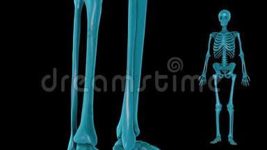 足底部分固有肌肉-三维模型