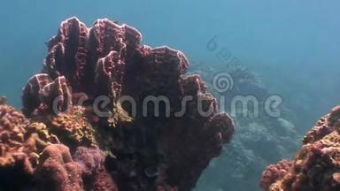 菲律宾野生动物海洋中的黄珊瑚。