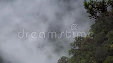 <strong>茂密的森林</strong>雾和烟雾在山间流动