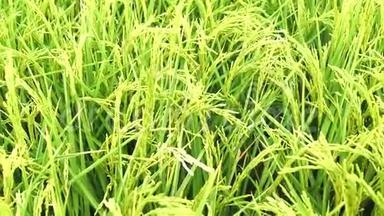 西班牙瓜达尔基维尔沼泽地未<strong>成熟水稻</strong>种植区(4K)