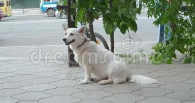 老白狗在街上等着马