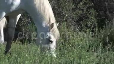 卡马格马，吃草的马，法国南部的圣特斯·玛丽·德拉·梅尔，