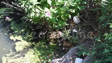 生态问题。 河里的垃圾和塑料瓶，环境污染
