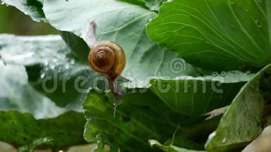 小蜗牛爬在蔬菜叶子上