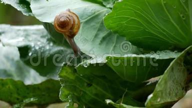 小蜗牛爬在蔬菜叶子上