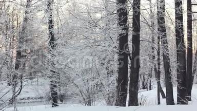 冬天的森林和太阳。 森林中的<strong>雪景</strong>，阳光透过<strong>树木</strong>照耀