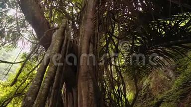 巴厘岛Trunyan公墓的塔鲁门岩大圣树