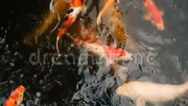 充满活力的七彩日本<strong>锦鲤鱼</strong>在传统的花园池塘游泳。 中国花剑在水面下。