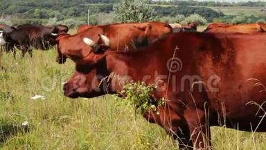农业工业。 奶牛放牧。 奶牛吃草。 农场牛在牧场放牧。 农场动物。