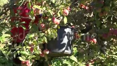 无脸园工人在果园水果园采摘收获的苹果..