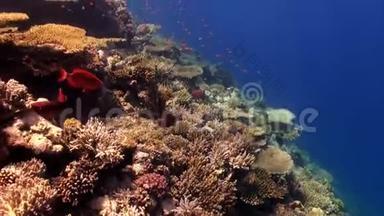 红海珊瑚礁背景下的橘色鱼群。