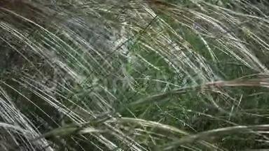 松松针草，长草随风飘动在山水公园里