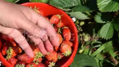 女人收集新鲜草莓