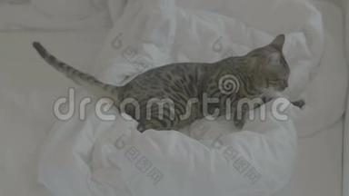 孟加拉猫在白色床单上休息4k纯色