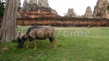 Zoomout-柬埔寨吴哥窟寺庙背景下的牛吃草