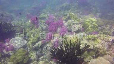 高清格式：水下拍摄多产的珊瑚礁景观，充满教育鱼和五颜六色的软冠。