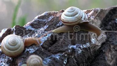 在斜坡上蜗牛。 转身的背后，在深处.. 全家都是蜗牛。