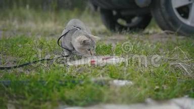 英国短毛猫靠近长矛捕鱼-在露营时在草地上玩淡水鱼