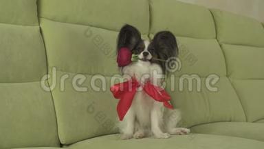 狗狗Papillon在情人节的库存录像中把红玫瑰放在嘴里谈恋爱