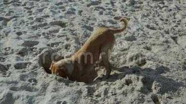 有趣的狗在海滩上挖洞