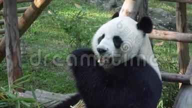 有趣的大熊猫吃竹子的慢动作。