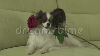 狗狗Papillon在情人节的库存录像中把红玫瑰放在嘴里<strong>谈恋爱</strong>