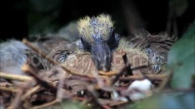 新出生的鸽子宝宝在巢里
